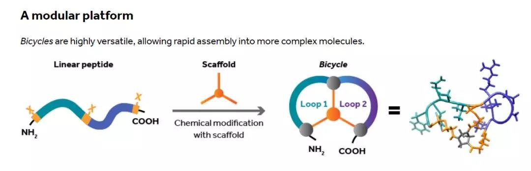 双环肽技术平台介绍