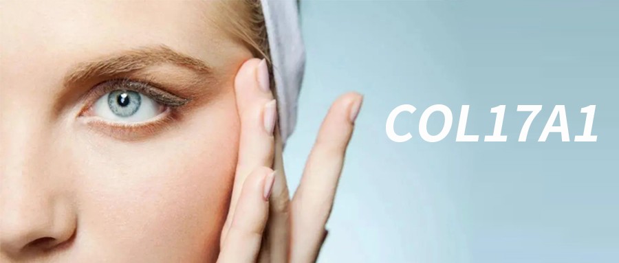 胶原新咖|科学家发现抗衰胶原新靶点