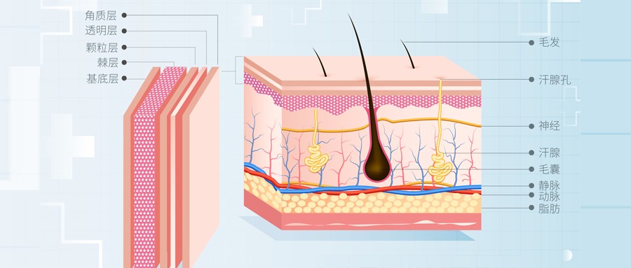 科普|表皮屏障有多重要？快来get新知识吧！
