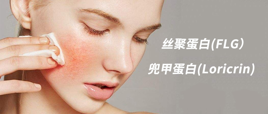 靶点研究 - 皮肤屏障功能修复因子