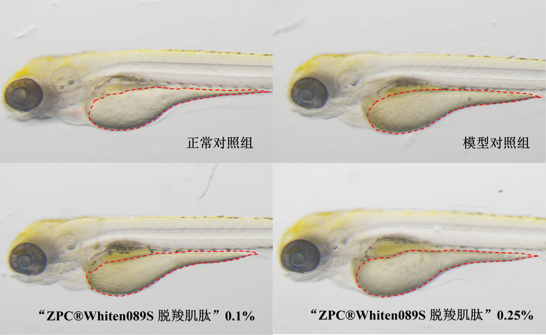 GMP多肽合成公司 1656291307209344.png